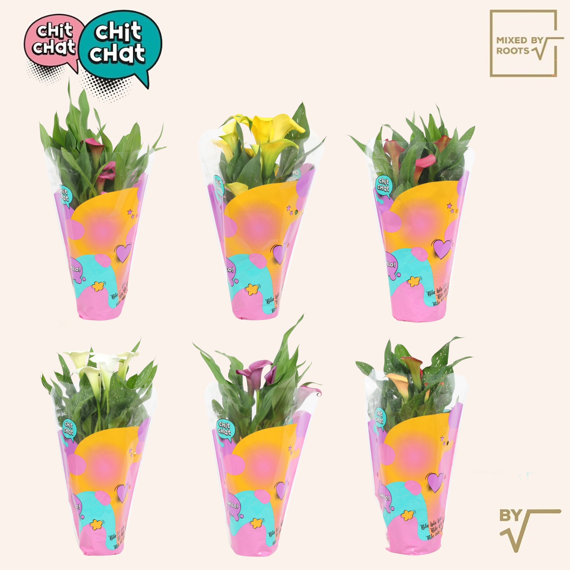 Горшечные цветы и растения оптом Zant Gem от 6шт' из Голландии с доставкой по России