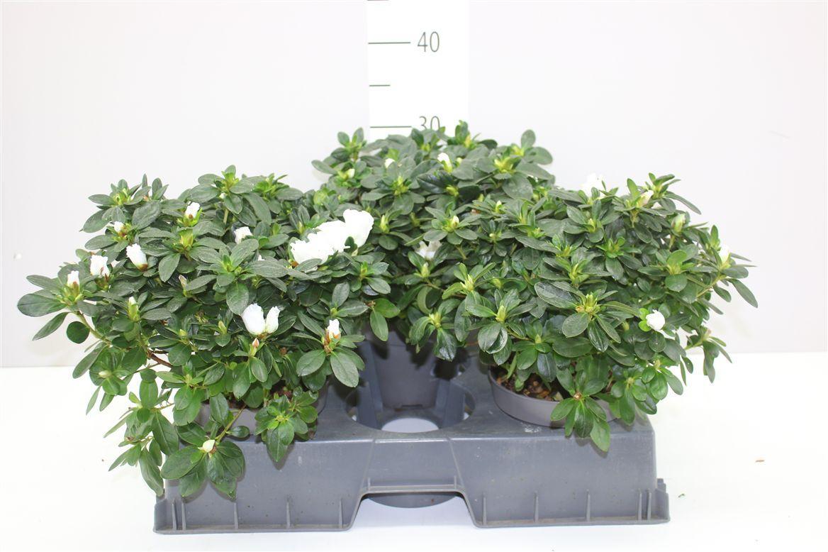 Горшечные цветы и растения оптом Rhododendron Si Witte Vogel от 3шт из Голландии с доставкой по России