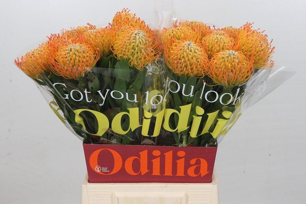 Срезанные цветы оптом Nutans ayoba sun от 20шт из Голландии с доставкой по России