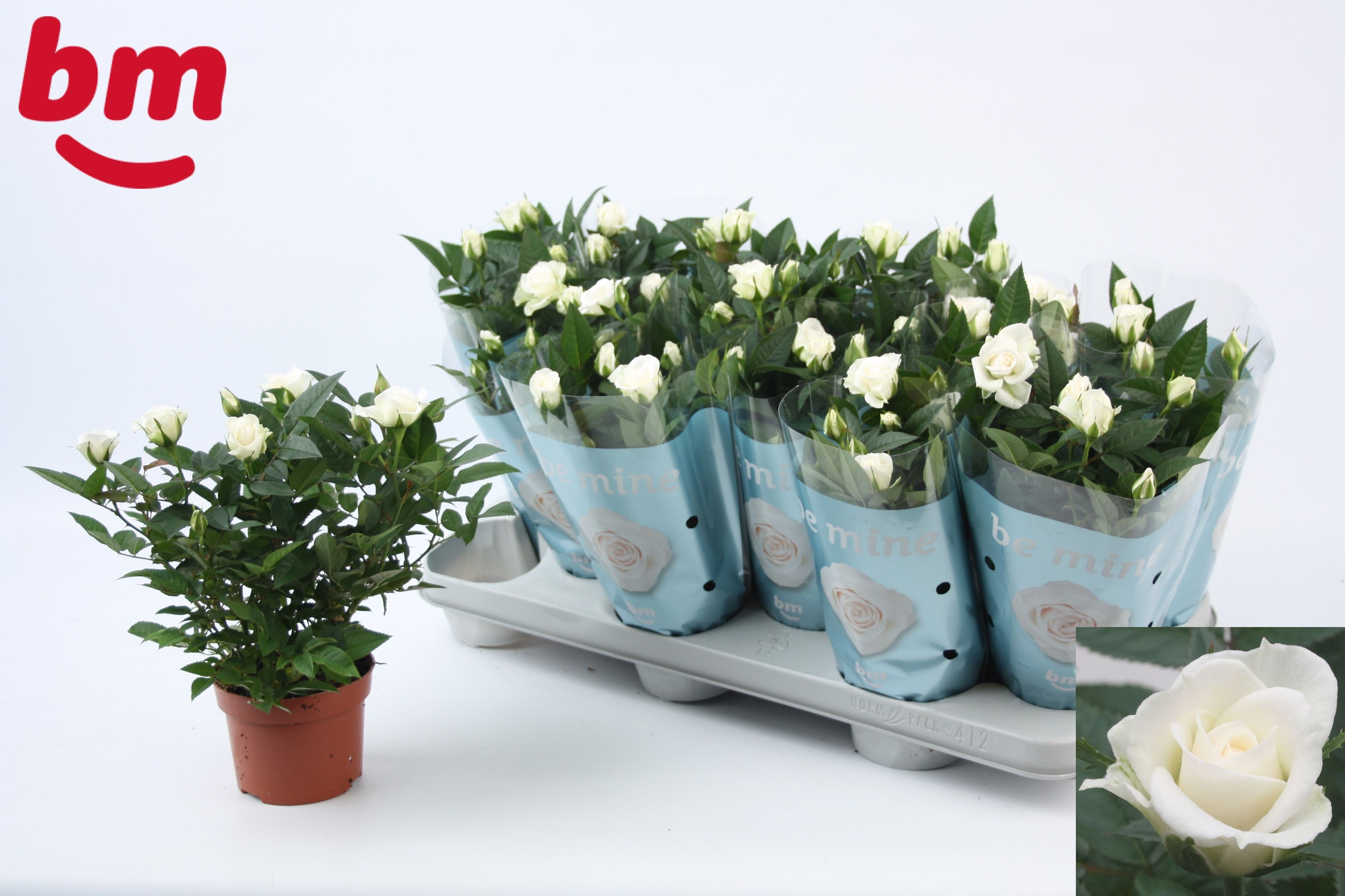 Горшечные цветы и растения оптом Ro White Jewel от 12шт из Голландии с доставкой по России