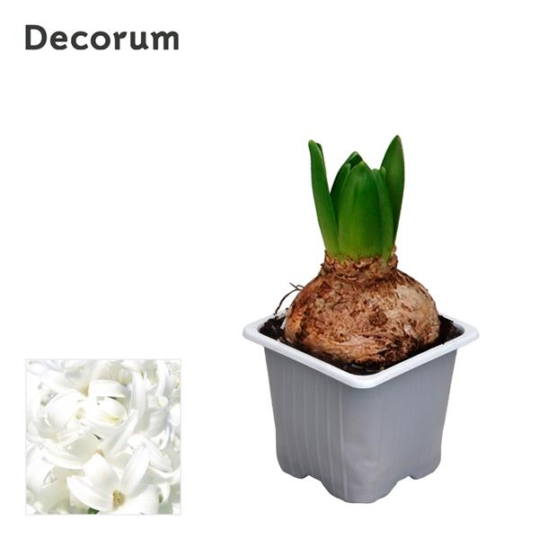 Горшечные цветы и растения оптом Hyacinthus White Pearl 1pp (decorum) от 24шт (для телеги) из Голландии с доставкой по России