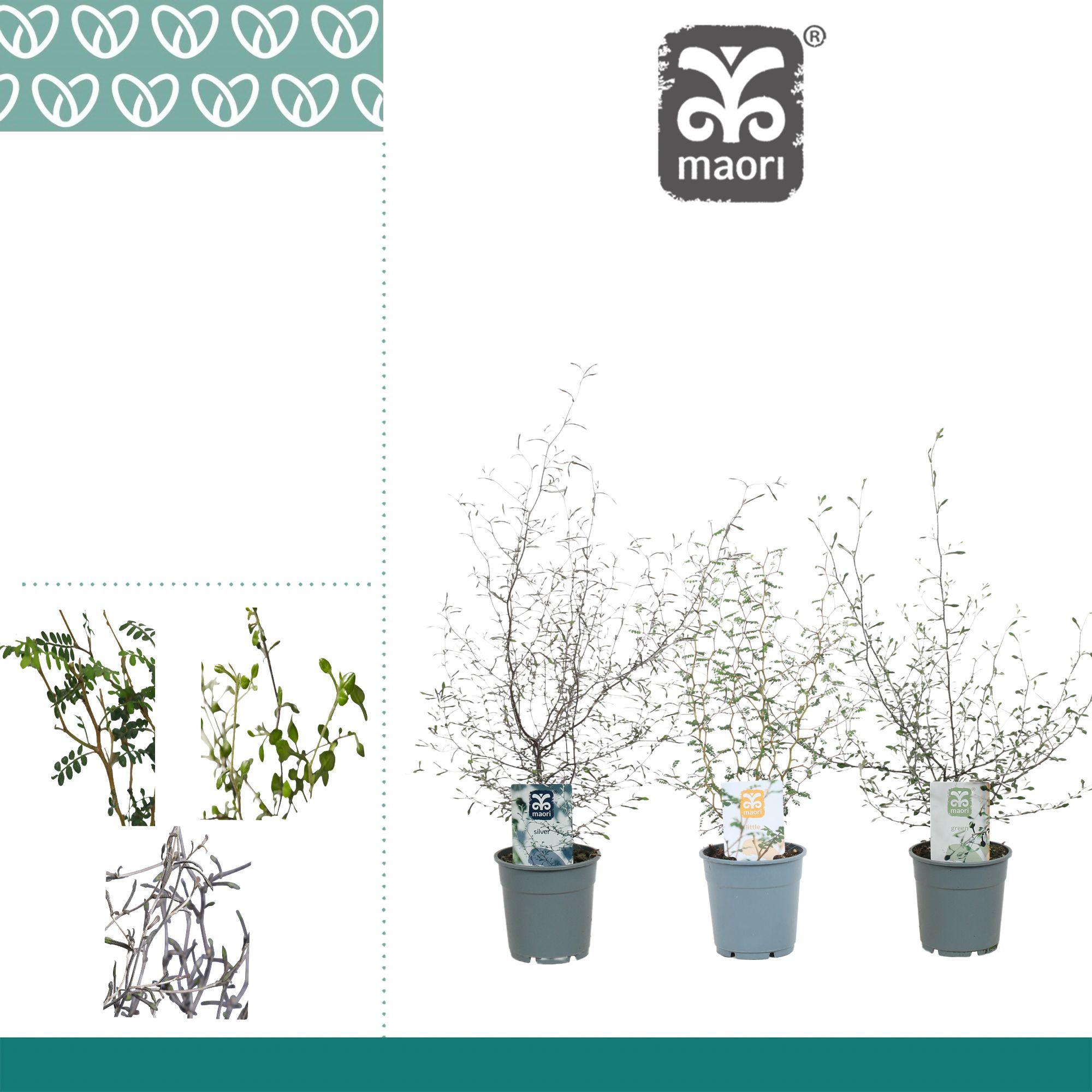 Горшечные цветы и растения оптом Corokia Maori Gem от 6шт из Голландии с доставкой по России