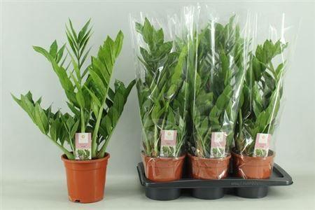 Горшечные цветы и растения оптом Zamio Pixie 5+ от 6шт из Голландии с доставкой по России