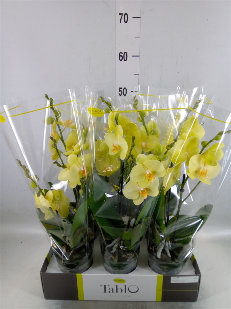 Горшечные цветы и растения оптом Phalaenopsis   ...yellow от 6шт из Голландии с доставкой по России