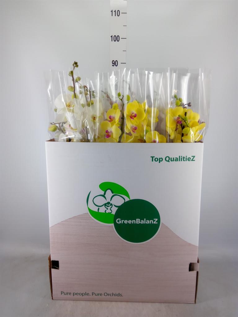 Горшечные цветы и растения оптом Phalaenopsis   ...mix от 12шт из Голландии с доставкой по России