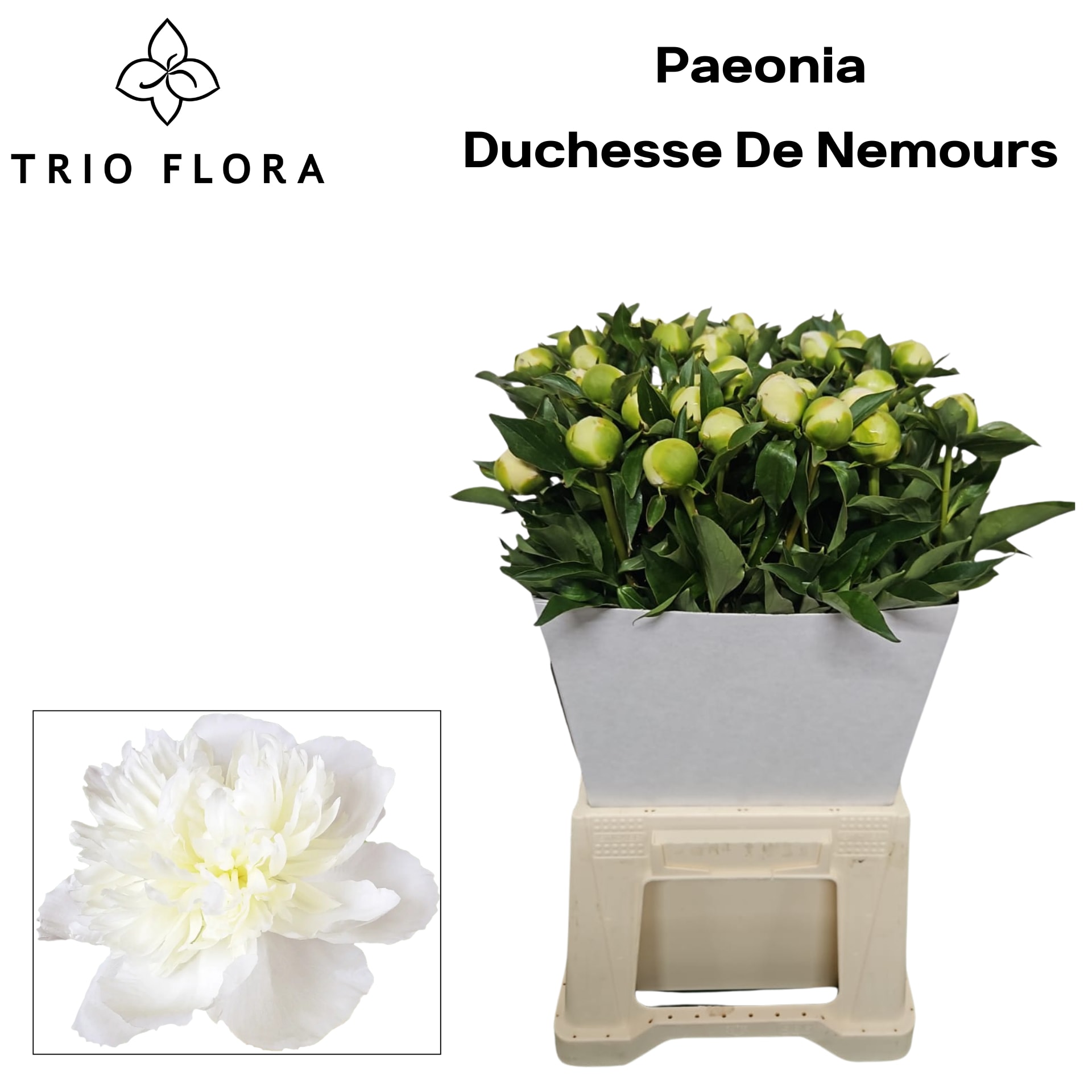 Срезанные цветы оптом Paeonia duchess de nemours от 40шт из Голландии с доставкой по России