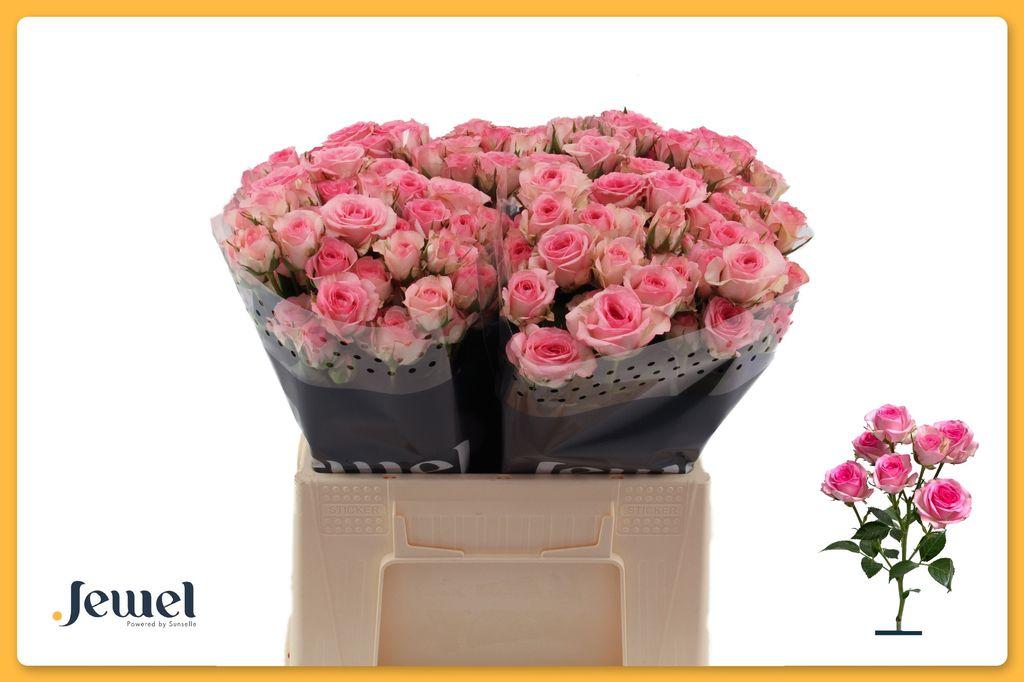 Срезанные цветы оптом Rosa spray tralala от 40шт из Голландии с доставкой по России