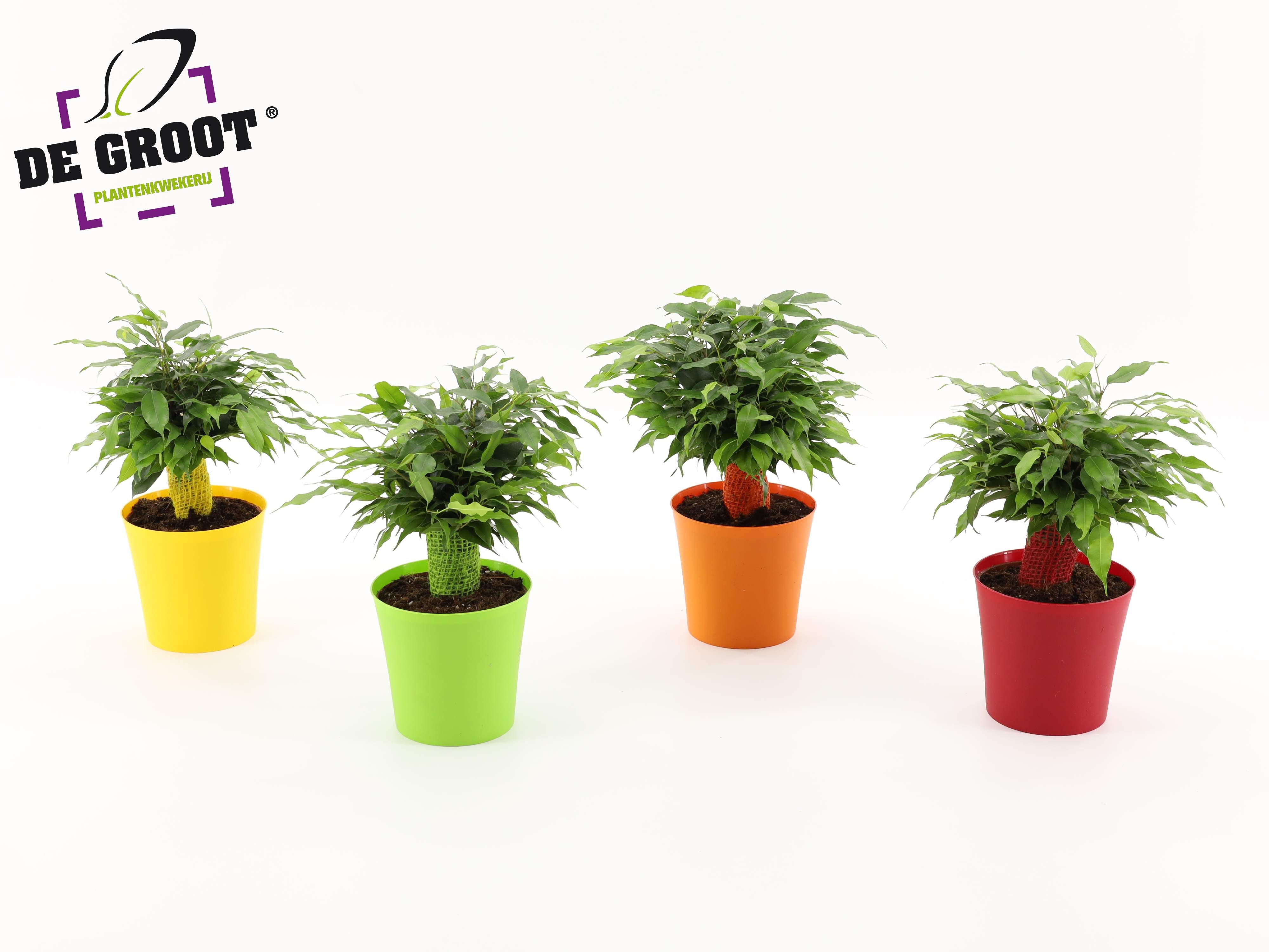 Горшечные цветы и растения оптом Ficus Be Green Kinky Ton-sur-ton от 8шт из Голландии с доставкой по России