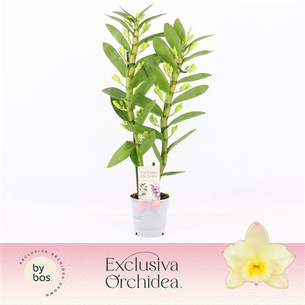 Горшечные цветы и растения оптом Dendr Nob 2st Tweety Exclusiva Orchidea от 6шт из Голландии с доставкой по России