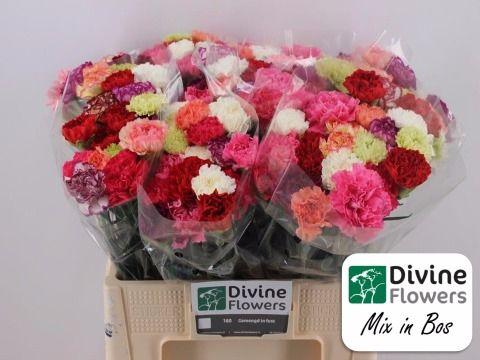 Срезанные цветы оптом Dianthus st rainbow от 160шт из Голландии с доставкой по России