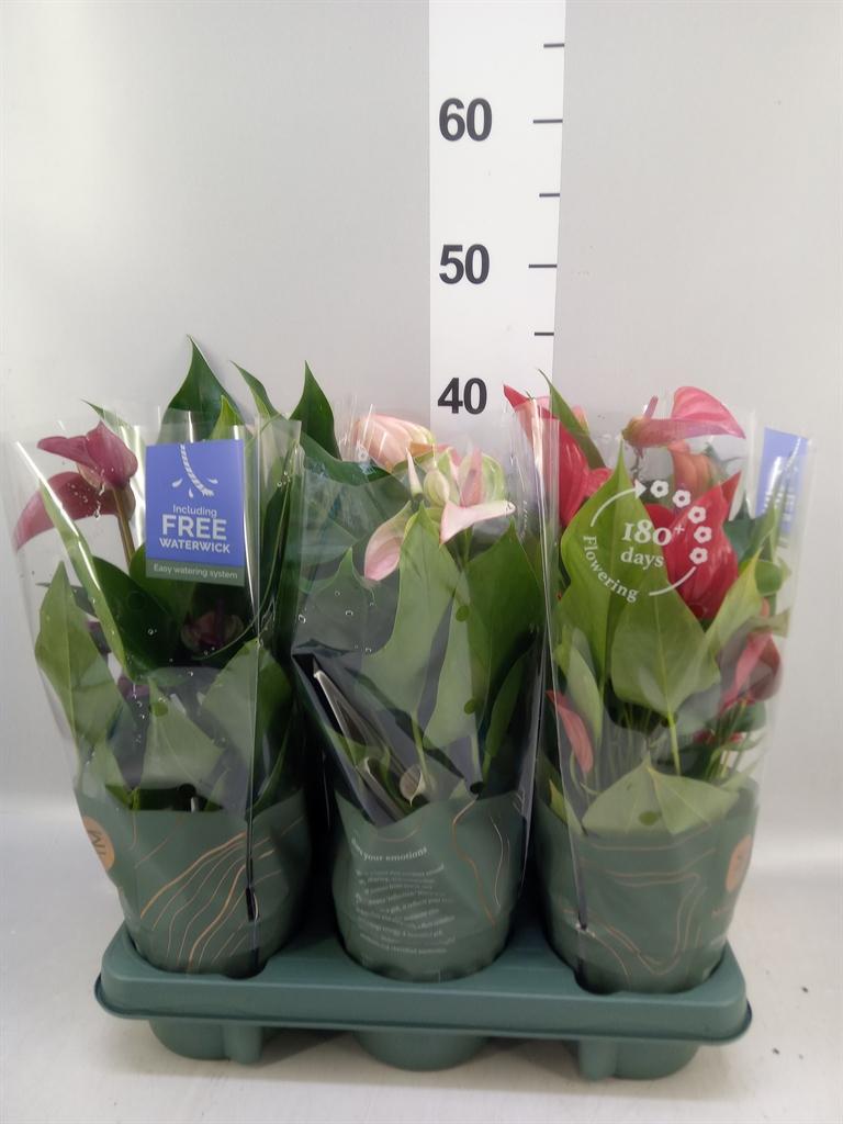 Горшечные цветы и растения оптом Anthurium ...mix от 6шт из Голландии с доставкой по России