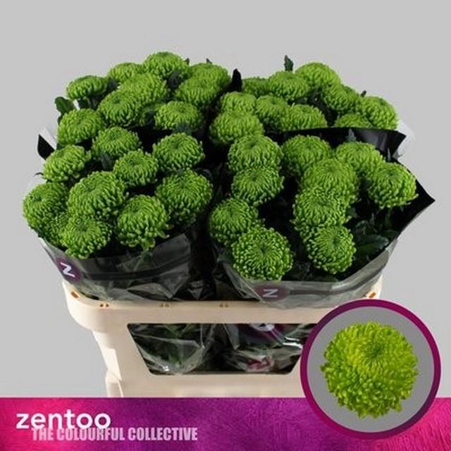 Срезанные цветы оптом Chrys bl alemani от 40шт из Голландии с доставкой по России