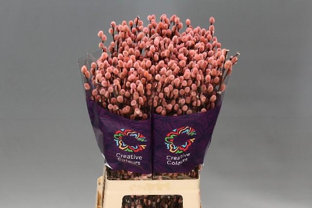 Срезанные цветы оптом Salix paint pussy willow pink light от 200шт из Голландии с доставкой по России