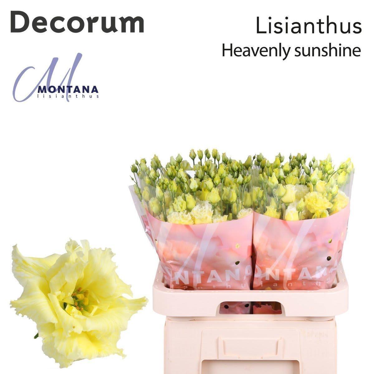 Срезанные цветы оптом Lisianthus do paint heavenly sunshine A от 140шт из Голландии с доставкой по России