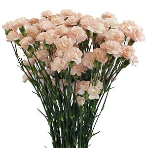 Срезанные цветы оптом Dianthus sp hamada от 80шт из Голландии с доставкой по России