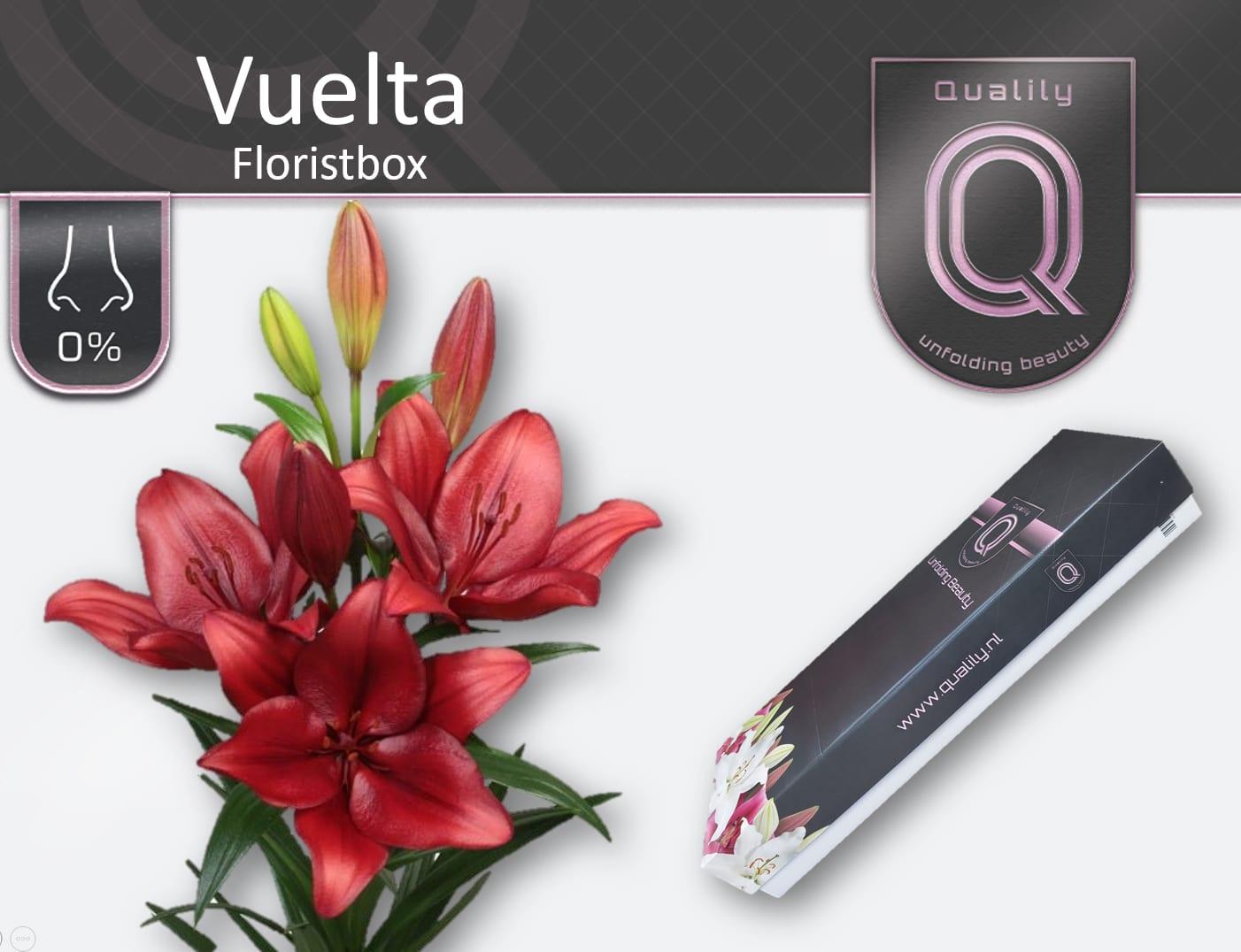 Срезанные цветы оптом Lilium la vuelta от 100шт из Голландии с доставкой по России