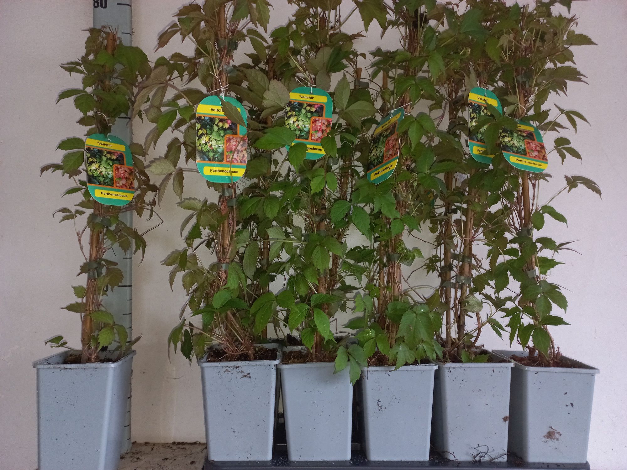 Горшечные цветы и растения оптом Parth T Veitchii от 10шт из Голландии с доставкой по России