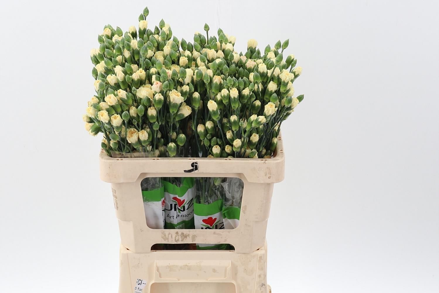 Срезанные цветы оптом Dianthus sp intermezzo от 100шт из Голландии с доставкой по России