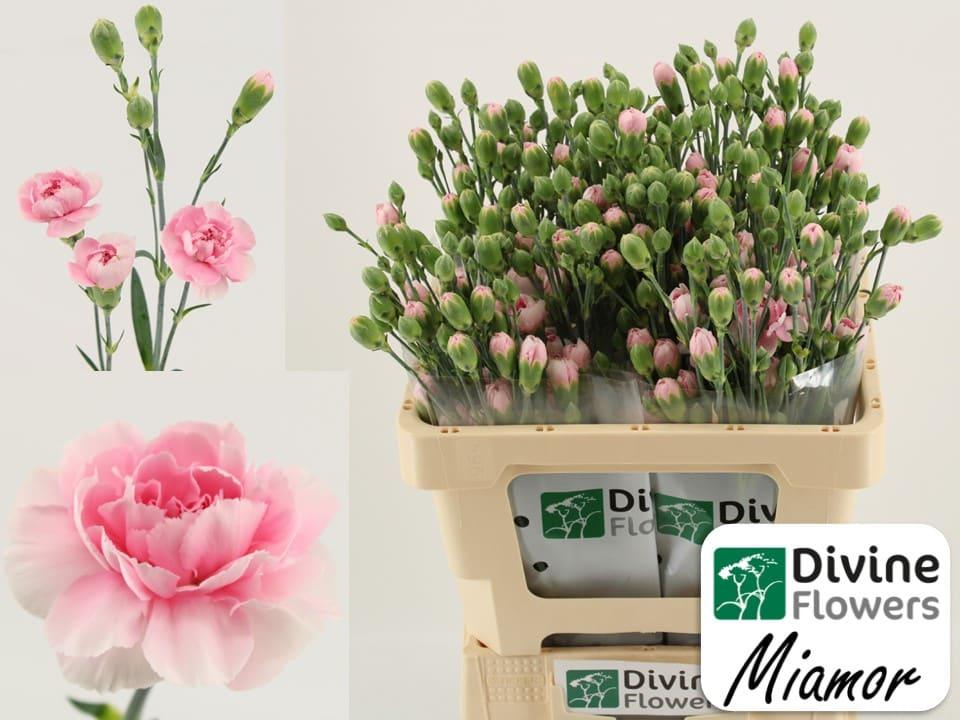 Срезанные цветы оптом Dianthus sp miamor от 60шт из Голландии с доставкой по России