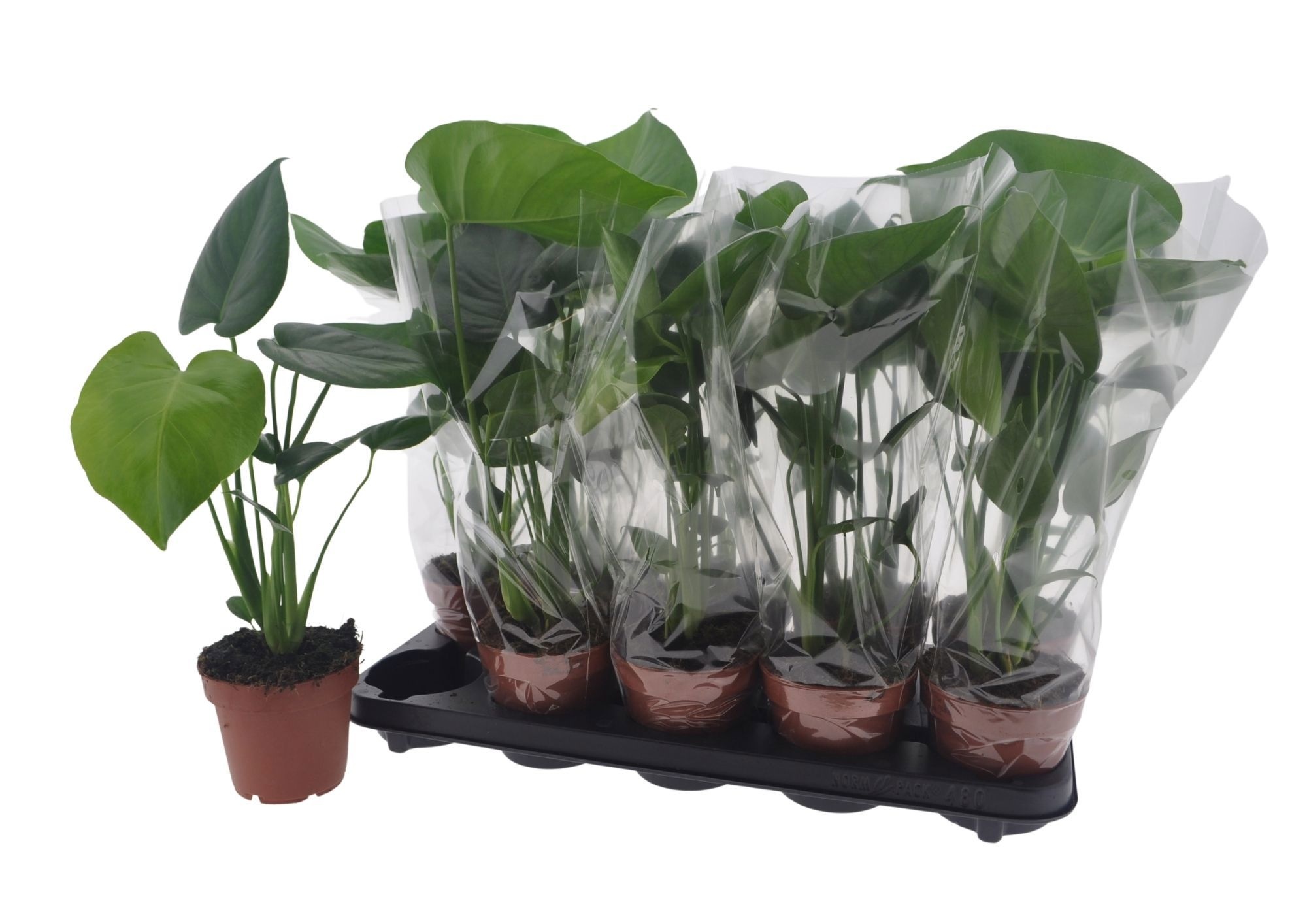 Горшечные цветы и растения оптом Monstera Deliciosa от 10шт из Голландии с доставкой по России