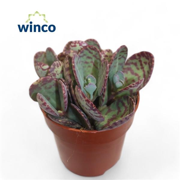 Горшечные цветы и растения оптом Kalanchoe Marmorata (leopard) от 18шт (для телеги) из Голландии с доставкой по России