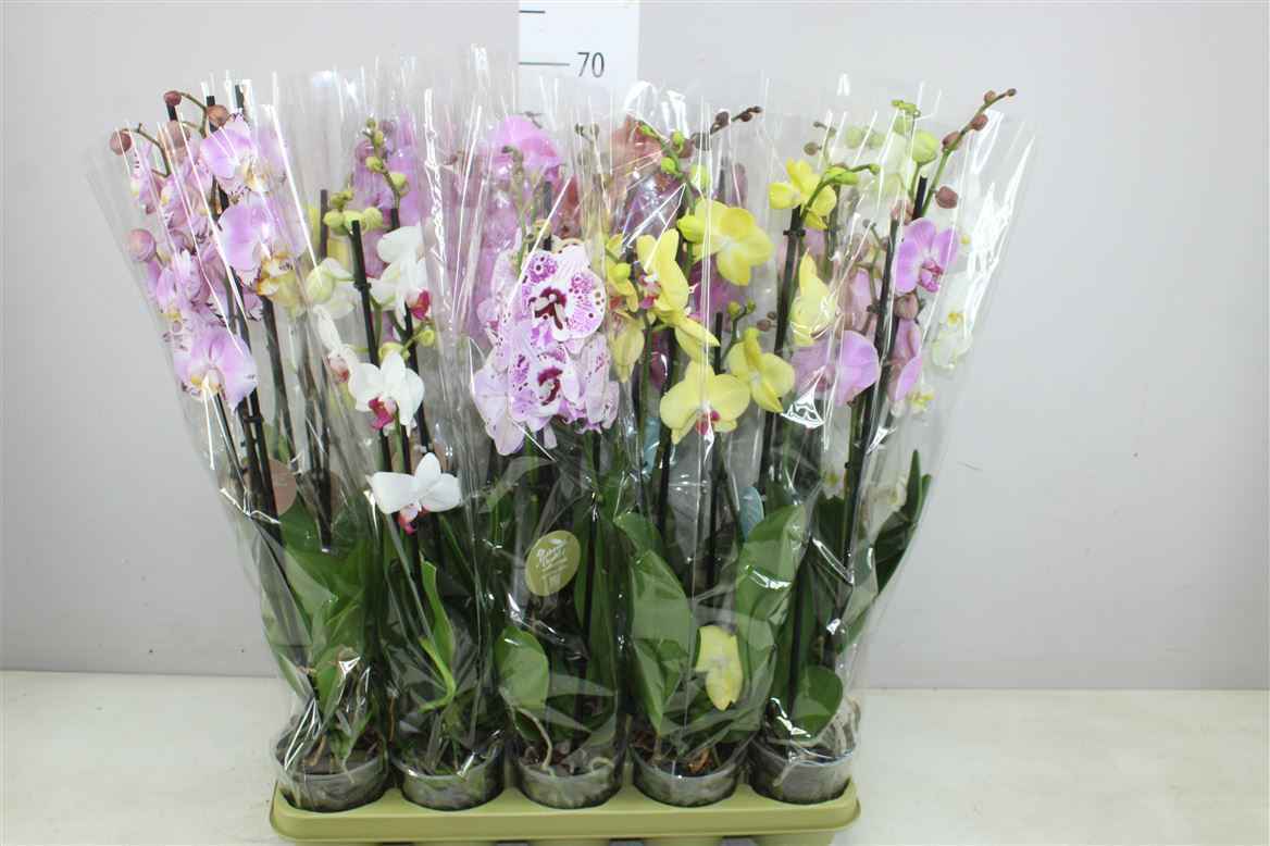 Горшечные цветы и растения оптом Phal Gemengd 3 Tak Authentic от 10шт из Голландии с доставкой по России