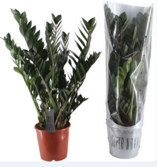 Горшечные цветы и растения оптом Zamioculcas Super Nova от 1шт из Голландии с доставкой по России