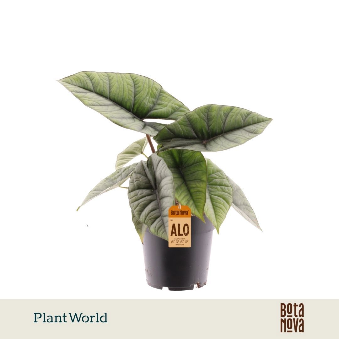 Горшечные цветы и растения оптом Alocasia Platinum от 7шт (для телеги) из Голландии с доставкой по России