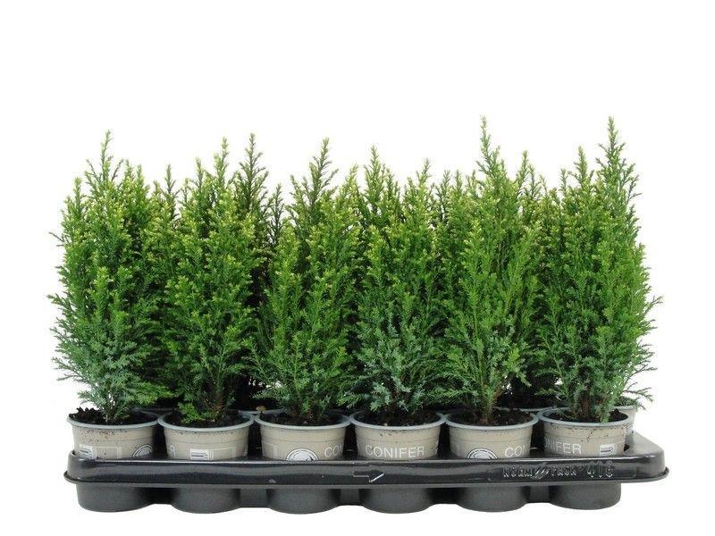 Горшечные цветы и растения оптом Chamaecyparis Laws Snow White от 18шт (для телеги) из Голландии с доставкой по России Горшечные цветы и растения оптом Chamaecyparis Laws Snow White от 18шт (для телеги) из Голландии с доставкой по России