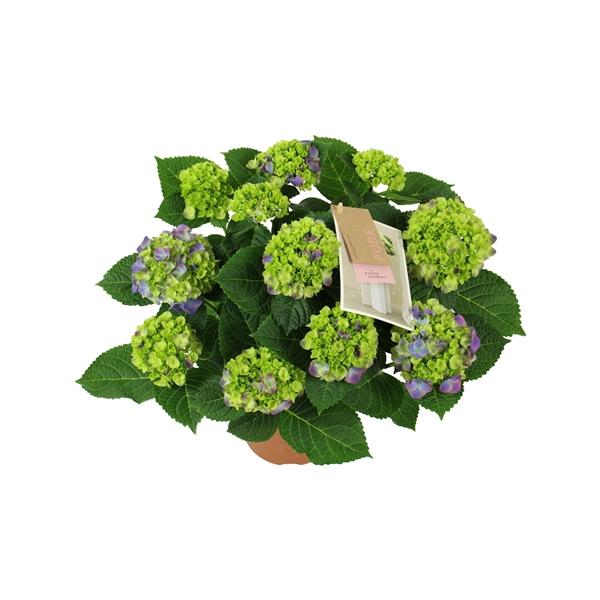 Горшечные цветы и растения оптом Hydrangea Ma Ningbo Lila 7+ от 6шт из Голландии с доставкой по России