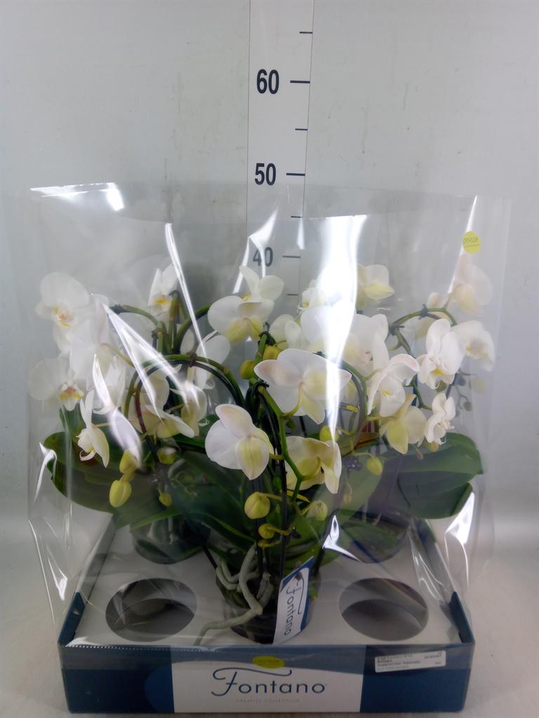Горшечные цветы и растения оптом Phalaenopsis   ...white от 3шт из Голландии с доставкой по России