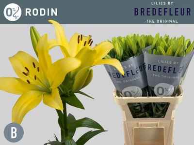 Срезанные цветы оптом Lilium la rodin от 60шт из Голландии с доставкой по России