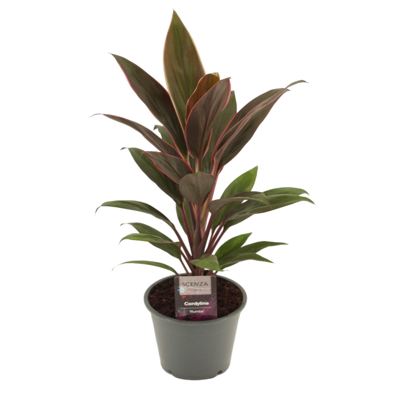 Горшечные цветы и растения оптом Cordyline Rumba от 10шт из Голландии с доставкой по России