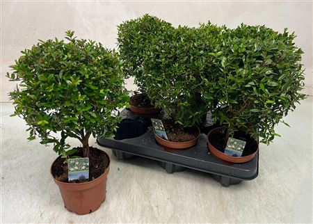 Горшечные цветы и растения оптом Myrtus Com от 6шт из Голландии с доставкой по России