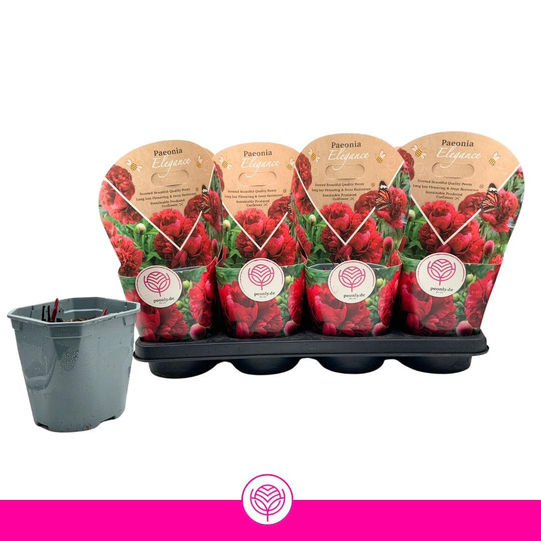 Горшечные цветы и растения оптом Paeonia Ov от 8шт из Голландии с доставкой по России