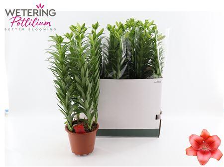 Горшечные цветы и растения оптом Lil La Summer Scarle 5 Branche от 5шт из Голландии с доставкой по России