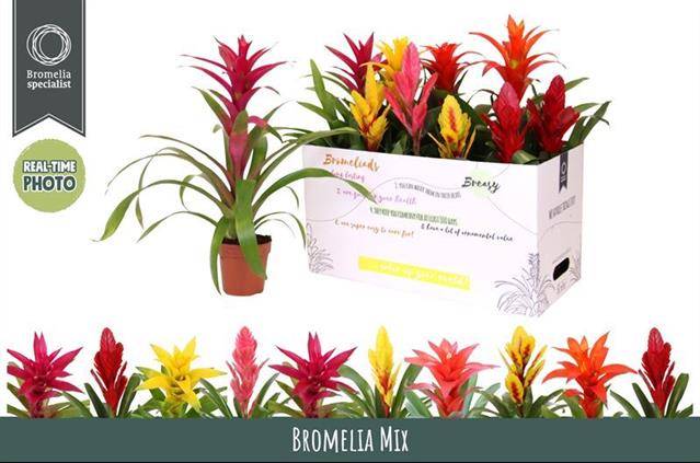 Горшечные цветы и растения оптом Bromelia Gem 6 Srt от 10шт из Голландии с доставкой по России