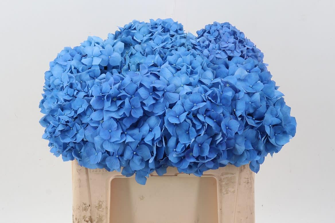 Срезанные цветы оптом Hydrangea pimpernel от 10шт. из Голландии с доставкой по России