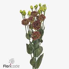 Срезанные цветы оптом Lisianthus do rosanne terracotta от 20шт из Голландии с доставкой по России