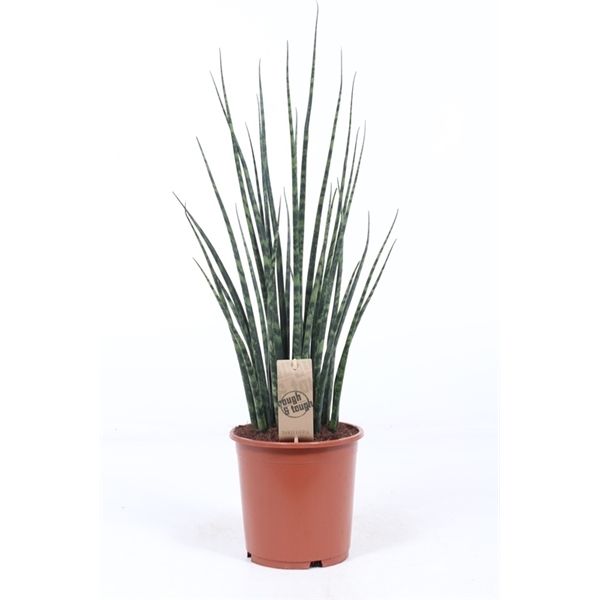 Горшечные цветы и растения оптом Sansevieria Fernwood Mikado от 1шт из Голландии с доставкой по России