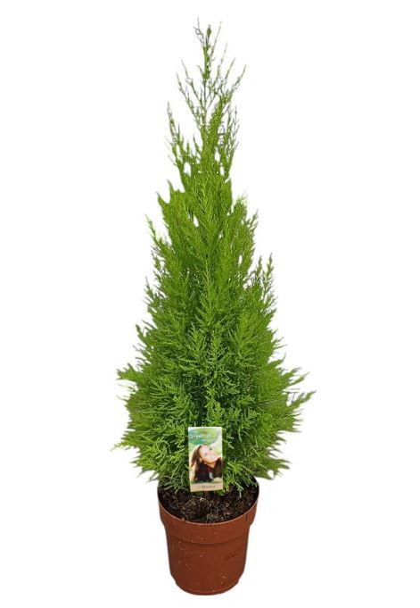 Горшечные цветы и растения оптом Cupressus Goldcrest Wilma от 1шт из Голландии с доставкой по России