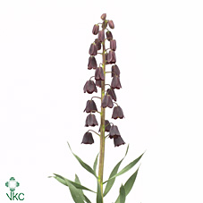 Срезанные цветы оптом Fritillaria persica от 25шт из Голландии с доставкой по России