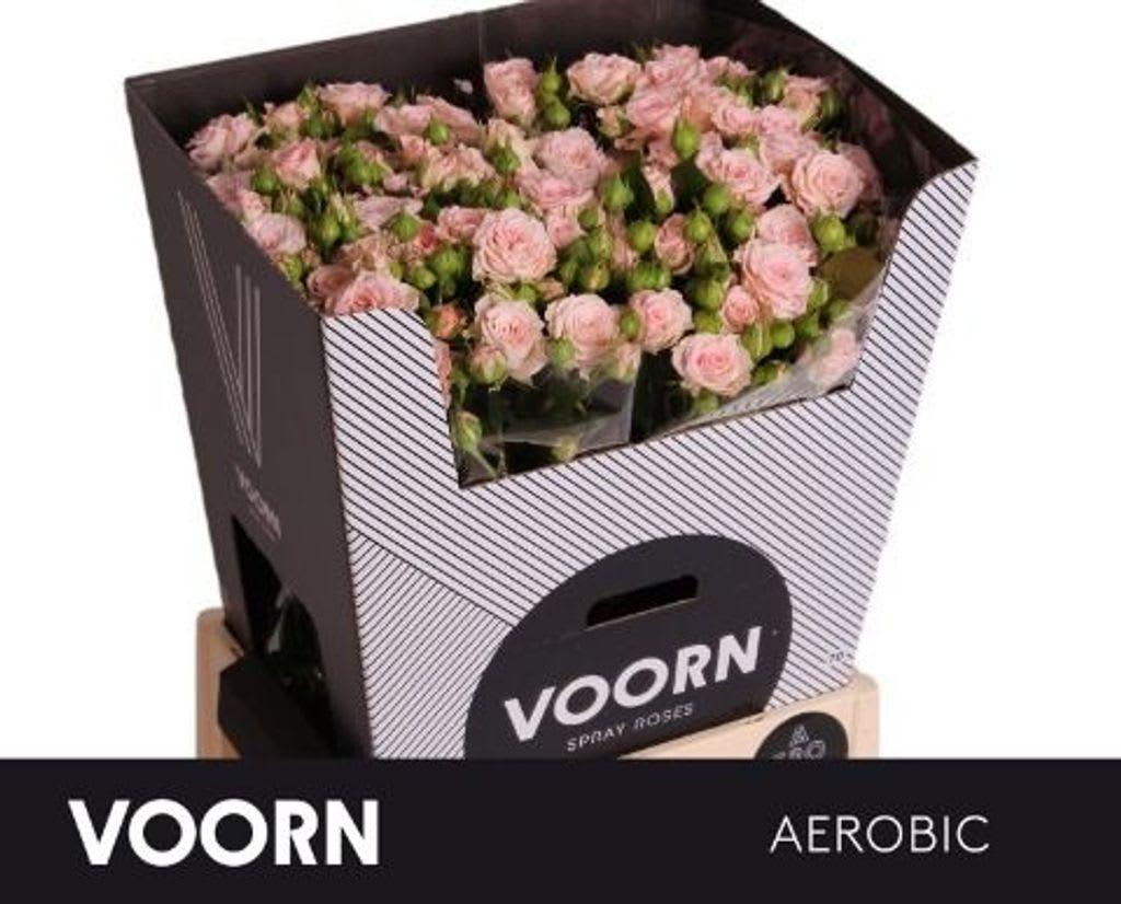 Срезанные цветы оптом Rosa spray aerobic от 30шт. из Голландии с доставкой по России