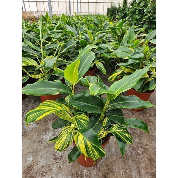 Горшечные цветы и растения оптом Alpinia Zerumbet Variegata от 1шт из Голландии с доставкой по России