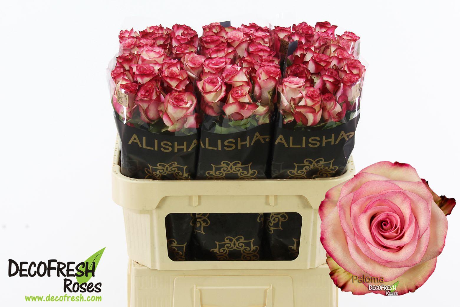 Срезанные цветы оптом Rosa large paloma от 60шт из Голландии с доставкой по России