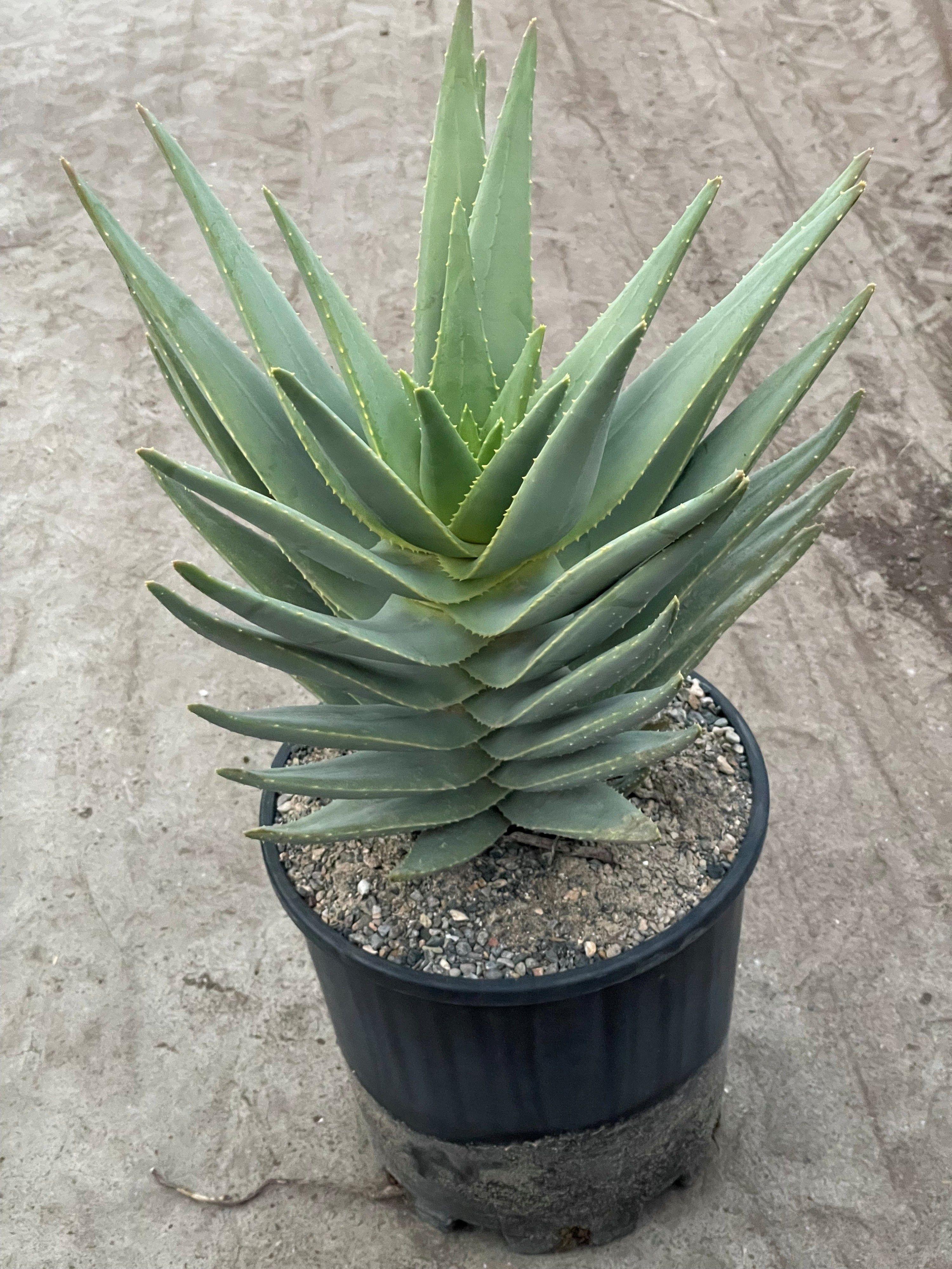 Горшечные цветы и растения оптом Aloe Distans от 1шт из Голландии с доставкой по России