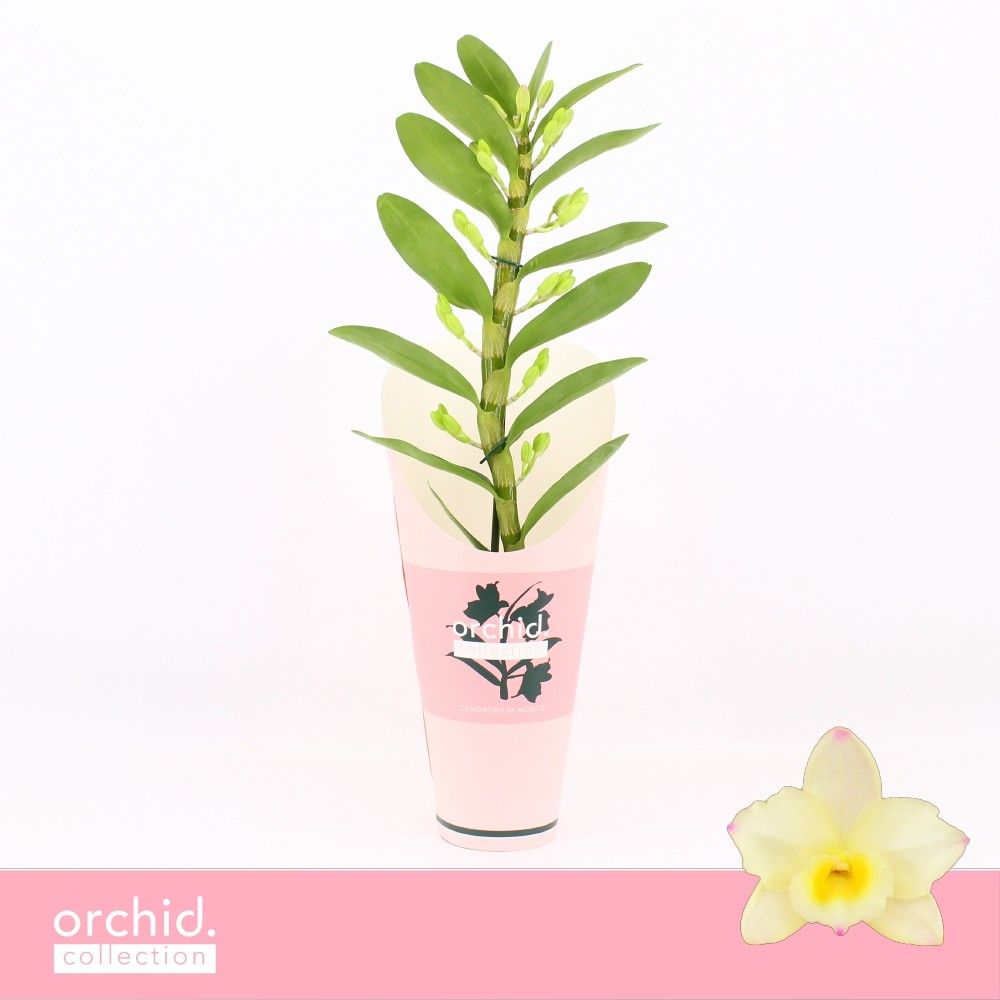 Горшечные цветы и растения оптом Dendr Nob 2st Tweety от 6шт из Голландии с доставкой по России