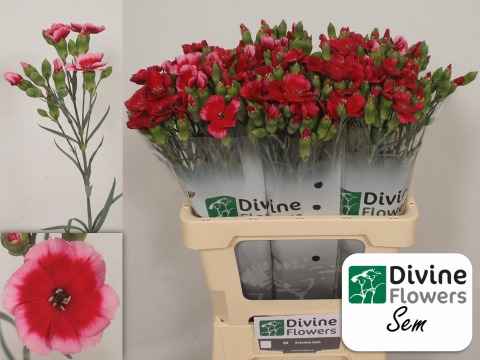 Срезанные цветы оптом Dianthus sp solomio sem от 60шт из Голландии с доставкой по России