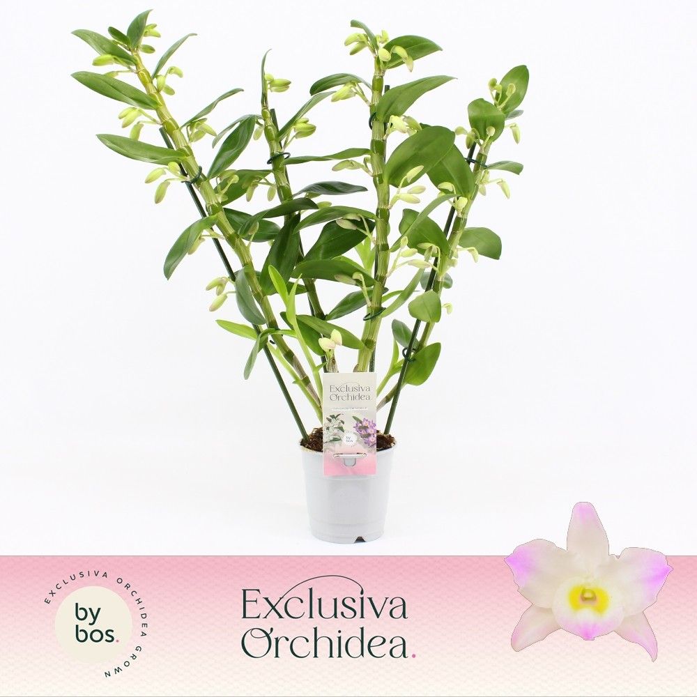 Горшечные цветы и растения оптом Dendr Nob 4st  Kumiko Exclusiva Orchidea от 6шт из Голландии с доставкой по России