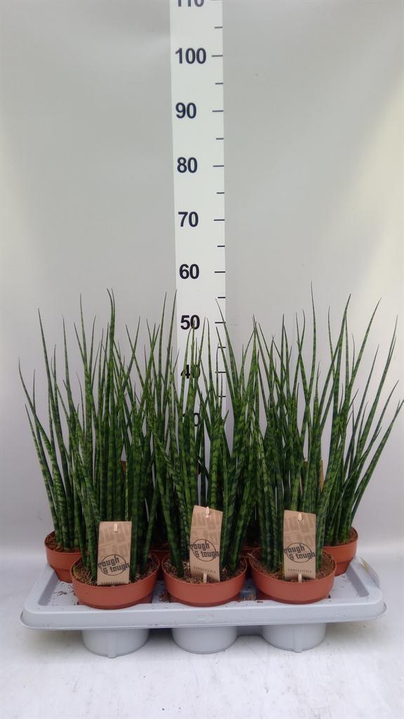 Горшечные цветы и растения оптом Sansevieria fernwood от 7шт из Голландии с доставкой по России